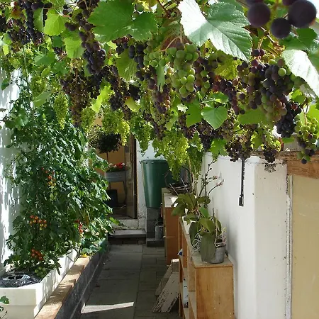 Lindegaard Farm stay Odense